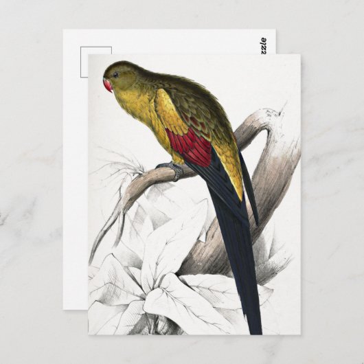 Carte Postale Edward Lear Oiseau Perruche à queue noire (Devant / Derrière)
