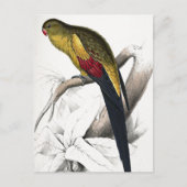 Carte Postale Edward Lear Oiseau Perruche à queue noire (Devant)