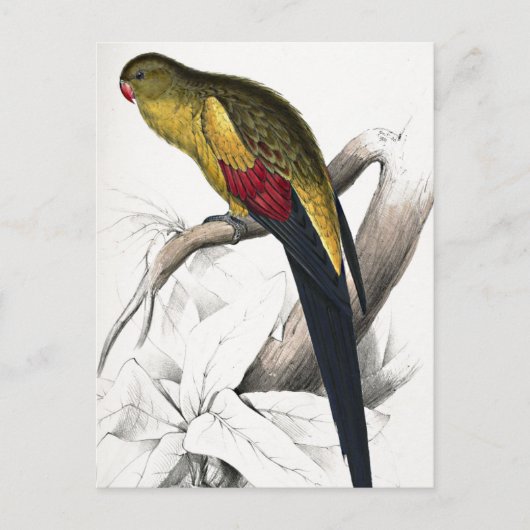 Carte Postale Edward Lear Oiseau Perruche à queue noire (Devant)