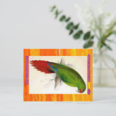 Carte Postale Edward Lear. Parakeet Macaw à long prix. (Debout devant)