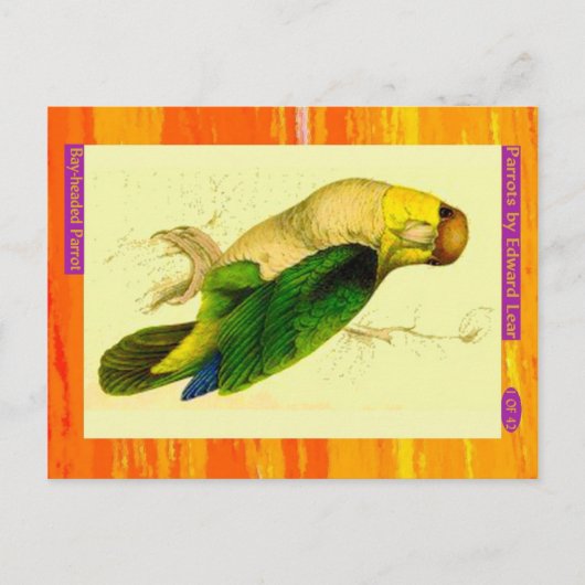 Carte Postale Edward Lear. Parrot à tête blanche. (Devant)