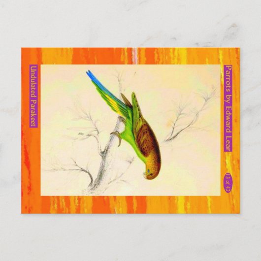 Carte Postale Edward Lear. Perruche ondulée. (Devant)