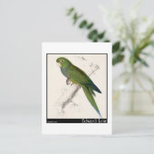 Carte Postale Edward Lear, perruque nain-macaw (Debout devant)