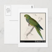 Carte Postale Edward Lear, perruque nain-macaw (Devant / Derrière)