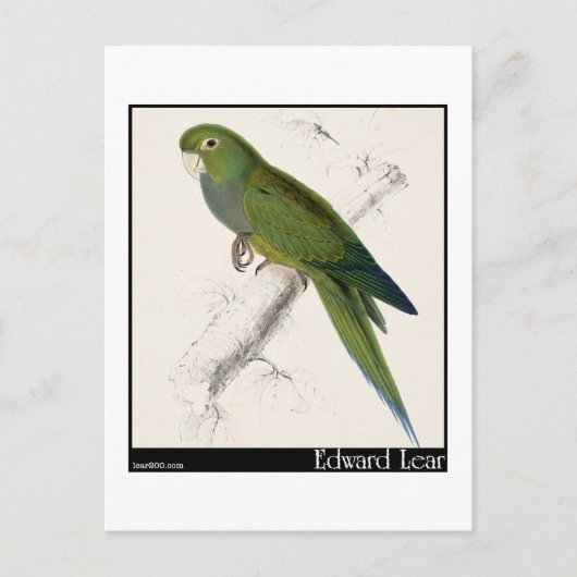 Carte Postale Edward Lear, perruque nain-macaw (Devant)