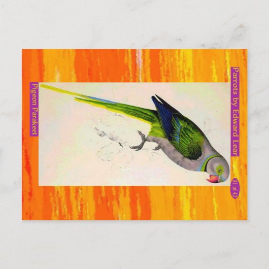 Carte Postale Edward Lear. Pigeon Parakeet. (Devant)
