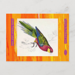 Carte Postale Edward Lear. Stanley Parakeet. Homme adulte.