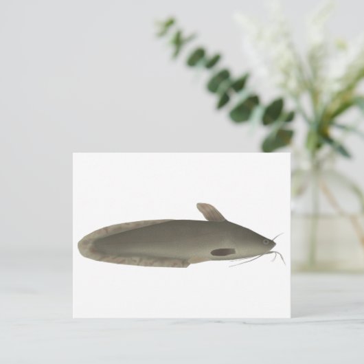 Carte Postale Eeltail (Debout devant)