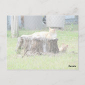 Carte Postale Eeny Meeny Miney Moe ... (Dos)