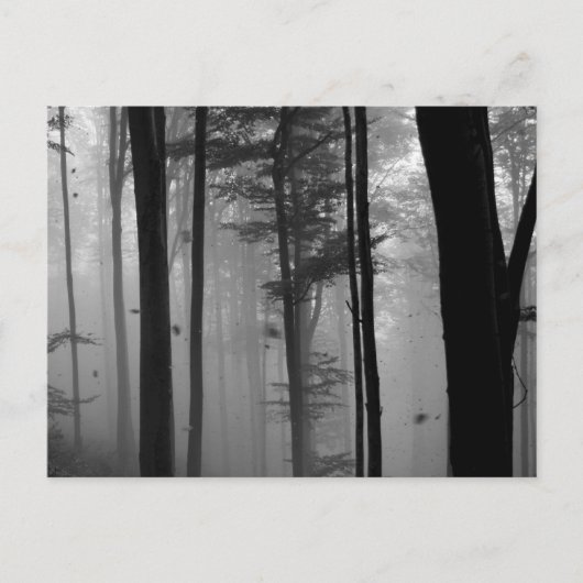 CARTE POSTALE EERIE FOREST TREIDS FEUILLE B&W (Devant)
