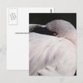 Carte Postale Effet de dessin de portrait de flamant rose Art (Devant / Derrière)