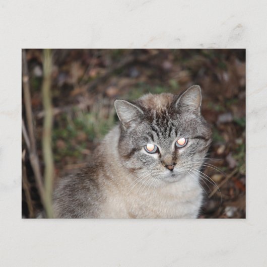 Carte Postale Effrayant (Devant)