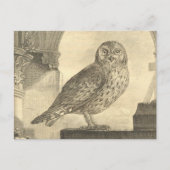 Carte postale éffrayante de la Chouette d'Hallowee (Devant)