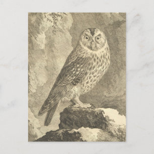 Carte postale Éffrayante Halloween Tawny Owl