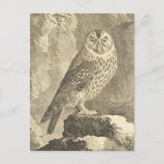 Carte postale Éffrayante Halloween Tawny Owl