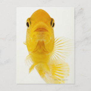 Carte Postale Également connu sous le nom de poisson rouge à que