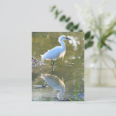 Carte postale Egret (Debout devant)