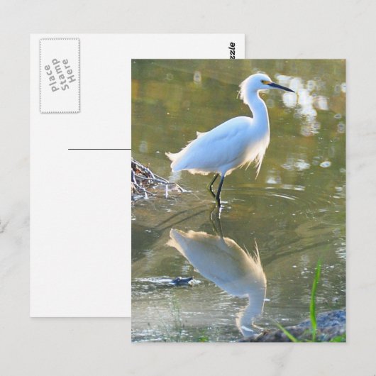 Carte postale Egret (Devant / Derrière)