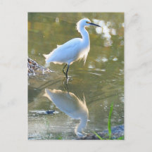 Carte postale Egret