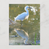 Carte postale Egret (Devant)