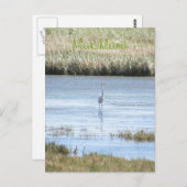 Carte postale - Egret debout fier (Devant / Derrière)