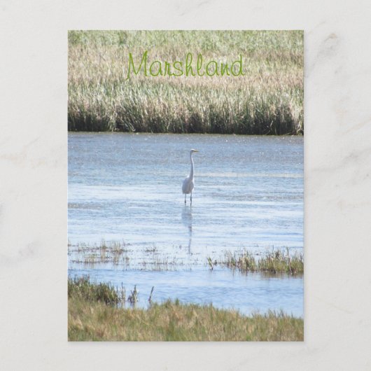 Carte postale - Egret debout fier (Devant)