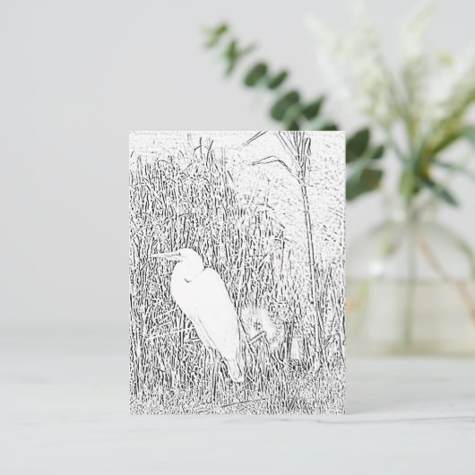 Carte postale - Egret en herbe à couleur (Debout devant)