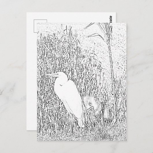 Carte postale - Egret en herbe à couleur (Devant / Derrière)