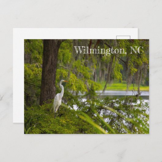 Carte Postale Egret en Wilmington, NC (Devant / Derrière)