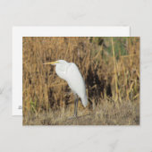 Carte postale - Egret in the Grass (Devant / Derrière)