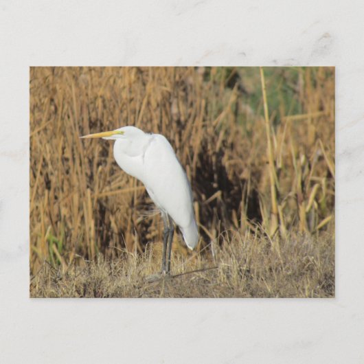 Carte postale - Egret in the Grass (Devant)
