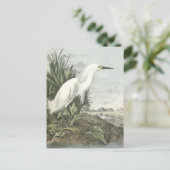 Carte Postale Egret neigeux (Debout devant)