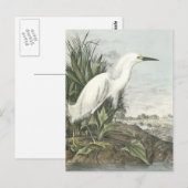 Carte Postale Egret neigeux (Devant / Derrière)