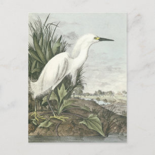 Carte Postale Egret neigeux