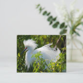 Carte Postale Egret neigeux (Debout devant)