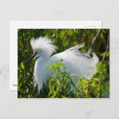 Carte Postale Egret neigeux (Devant / Derrière)