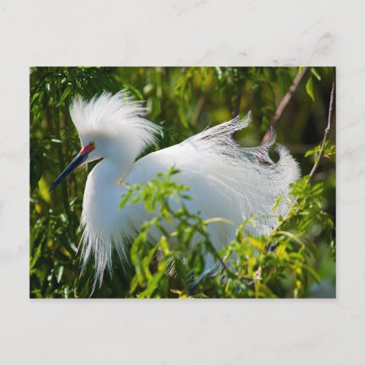 Carte Postale Egret neigeux (Devant)