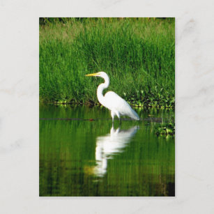 Carte Postale Egret, Rio Oscuro, Lago Izabal, Guatemala