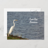 Carte Postale Egret vous invitant à venir en Louisiane (Devant / Derrière)