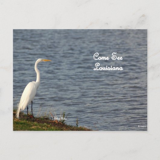 Carte Postale Egret vous invitant à venir en Louisiane (Devant)