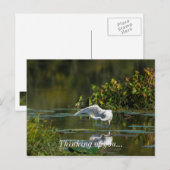 Carte Postale Egret Wing Exam Penser À Vous (Devant / Derrière)