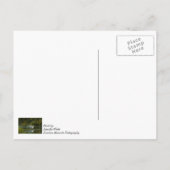 Carte Postale Egret Wing Exam Penser À Vous (Dos)