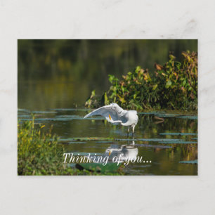 Carte Postale Egret Wing Exam Penser À Vous