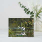 Carte Postale Egret Wing Exam Penser À Vous (Debout devant)