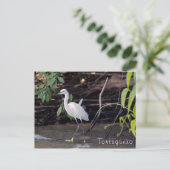 Carte Postale Egretta thula à Tortuguero - Costa Rica (Debout devant)