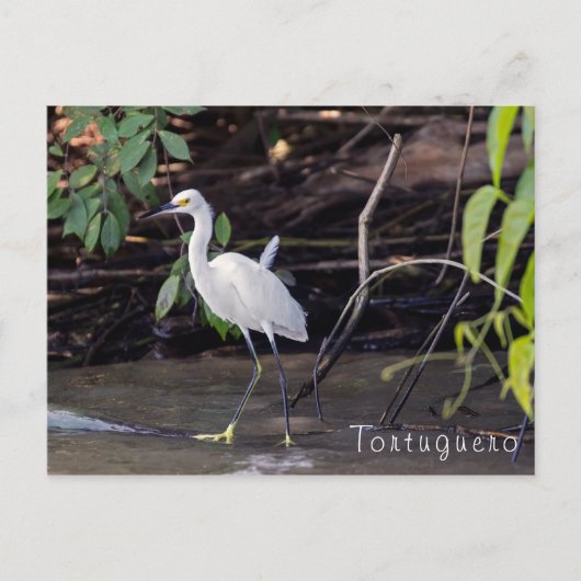 Carte Postale Egretta thula à Tortuguero - Costa Rica (Devant)