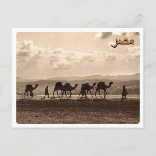 Carte Postale Égypte - Camels - (Devant)