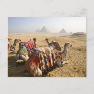 Carte Postale Egypte, Le Caire. Regard des chameaux de repos à t