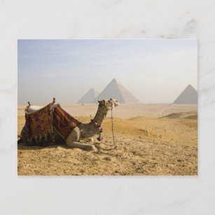 Carte Postale Egypte, Le Caire. Un chameau solitaire contemple