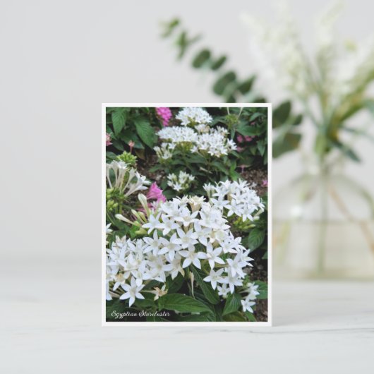 Carte Postale Egyptian Starcluster (Debout devant)